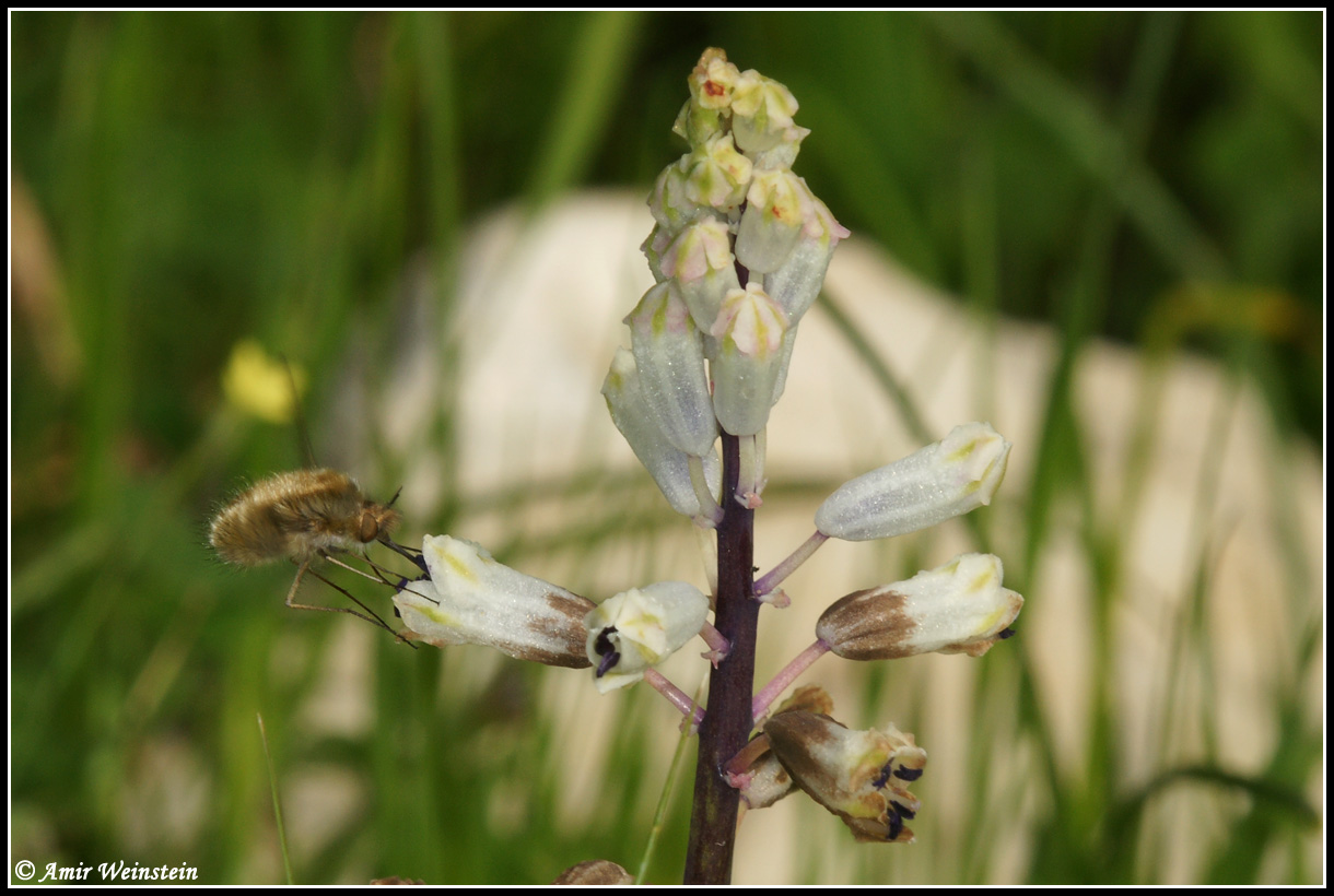 Diptera d''Israele